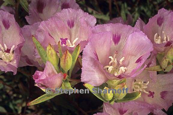 clarkia williamsonii 8 graphic